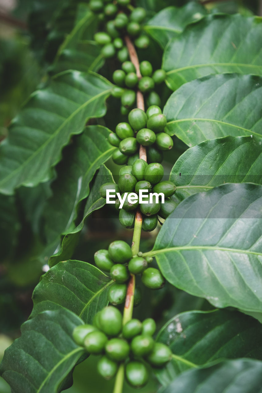 Coffee cherries , coffee beans ripening on coffee tree