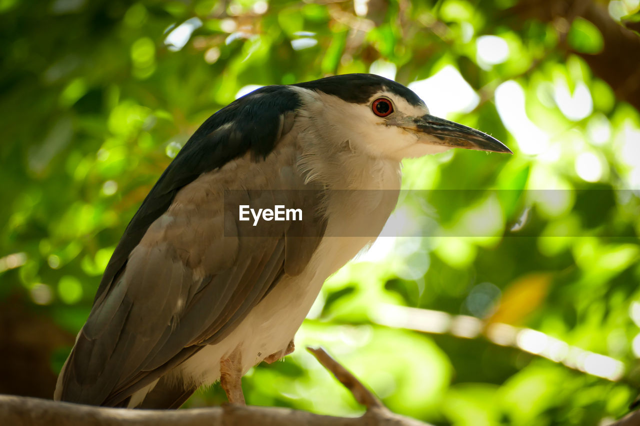 animal themes, animal, bird, animal wildlife, nature, wildlife, beak, one animal, green, tree, animal body part, plant, perching, branch, heron, forest, outdoors, close-up, no people, side view, focus on foreground, rainforest, environment, land, beauty in nature