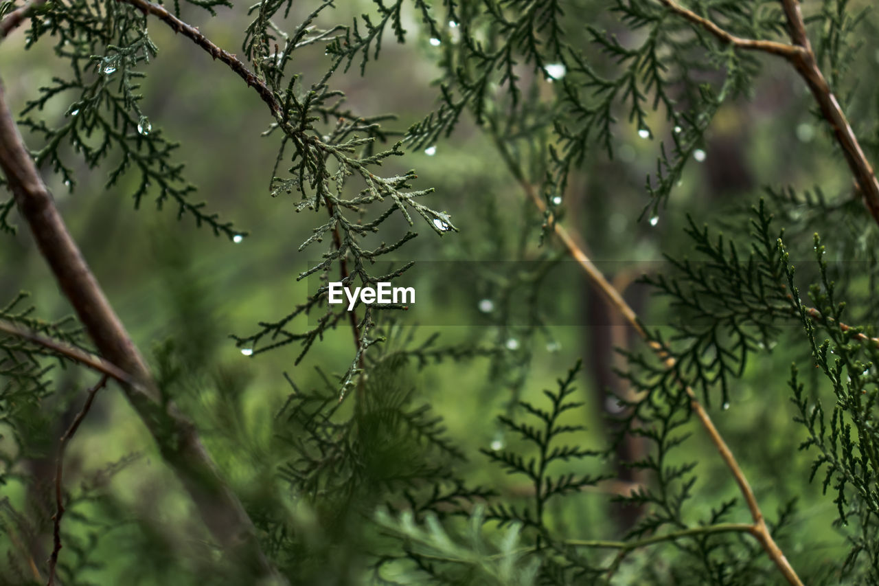 Close-up of wet pine tree branch in forest