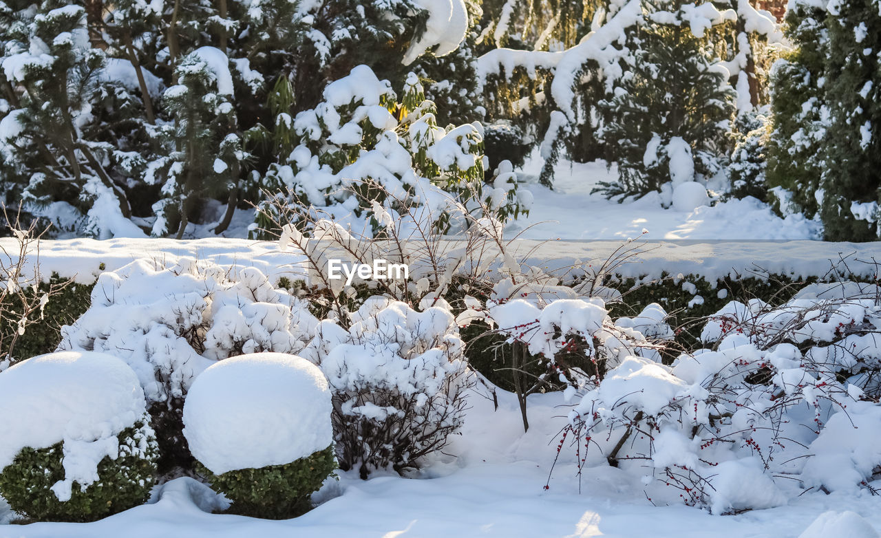 snow, winter, cold temperature, tree, plant, nature, beauty in nature, environment, white, scenics - nature, no people, landscape, land, freezing, frozen, tranquility, day, non-urban scene, tranquil scene, outdoors, forest, branch, coniferous tree, pinaceae, frost, flower, pine tree