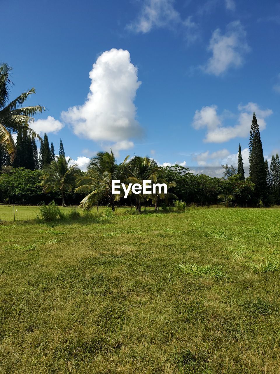 Trees on field against sky