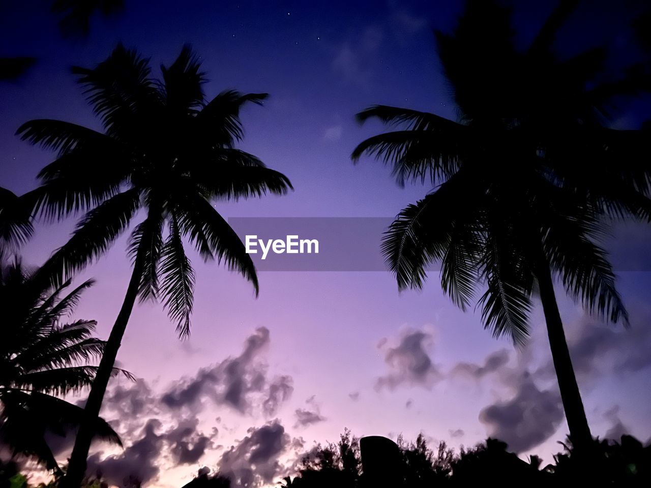 tree, tropical climate, palm tree, sky, silhouette, plant, beauty in nature, nature, scenics - nature, tranquility, cloud, sunset, coconut palm tree, dusk, tropical tree, idyllic, tranquil scene, low angle view, night, no people, land, leaf, travel destinations, environment, outdoors, holiday, darkness, vacation, trip, dramatic sky, growth, back lit, travel, palm leaf, evening, blue, tropics, island, dark, tourism