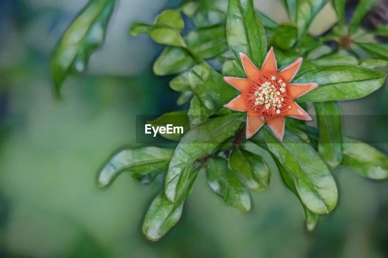 Close up pomegranates on tree banches in green nature.