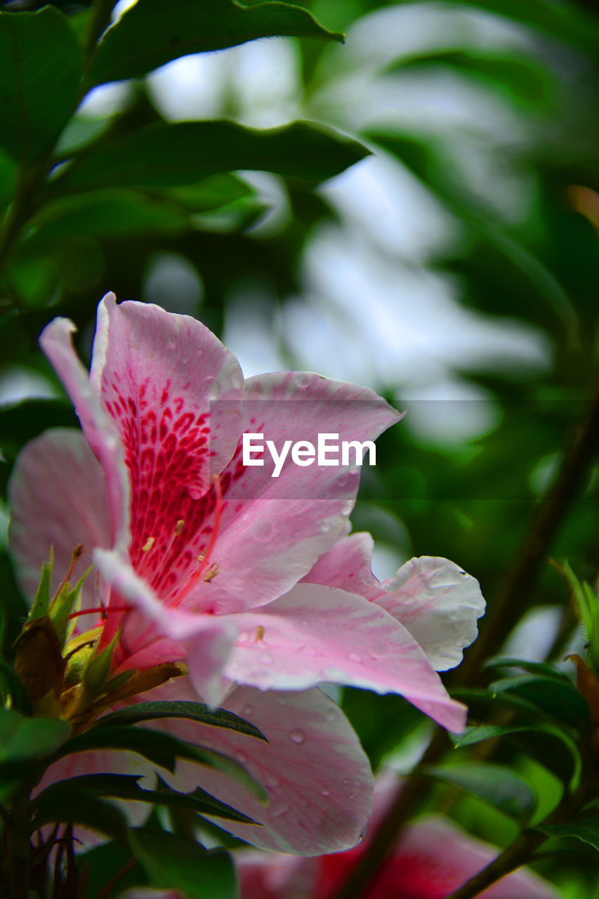 CLOSE-UP OF PINK FLOWER ON PLANT