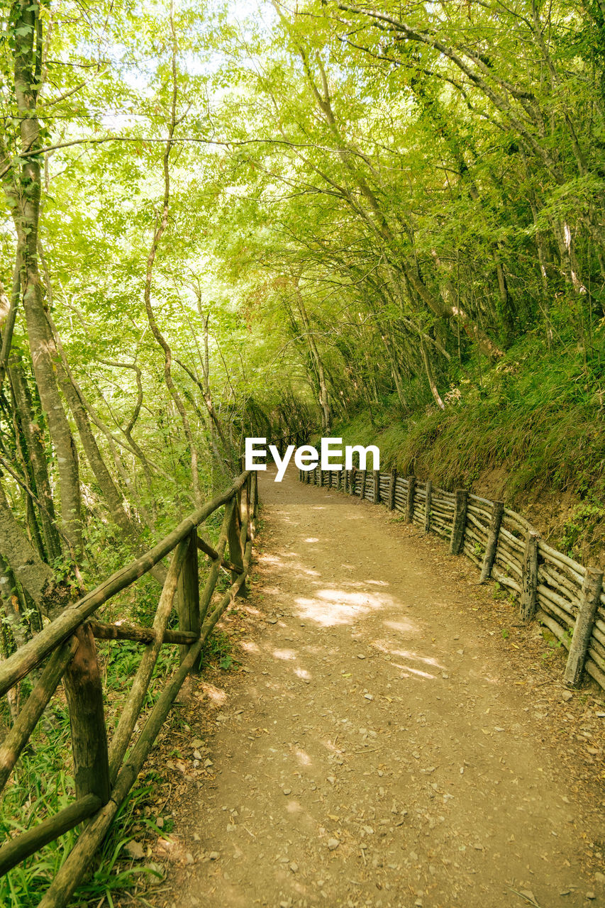 Footpath amidst trees in forest