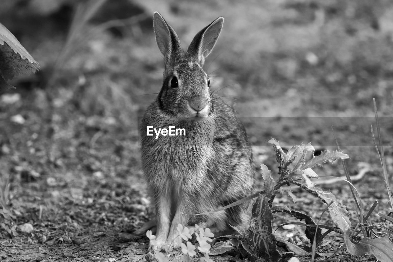 CLOSE-UP PORTRAIT OF A YOUNG ANIMAL ON LAND