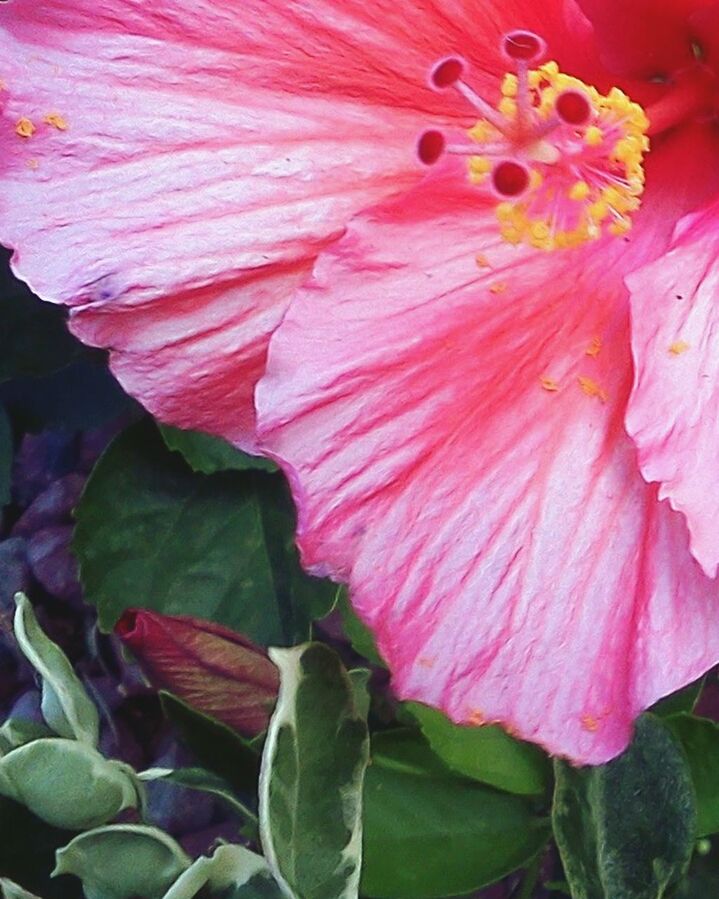 CLOSE-UP OF PINK ROSE