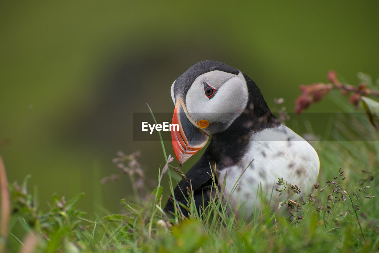 Close-up of puffin on grassy field