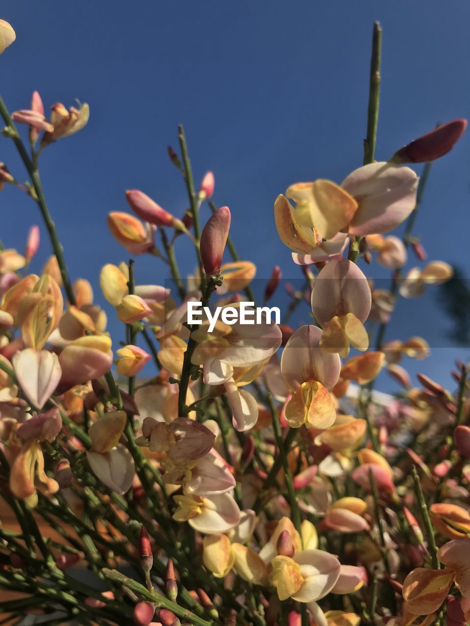 CLOSE-UP OF FLOWERING PLANTS