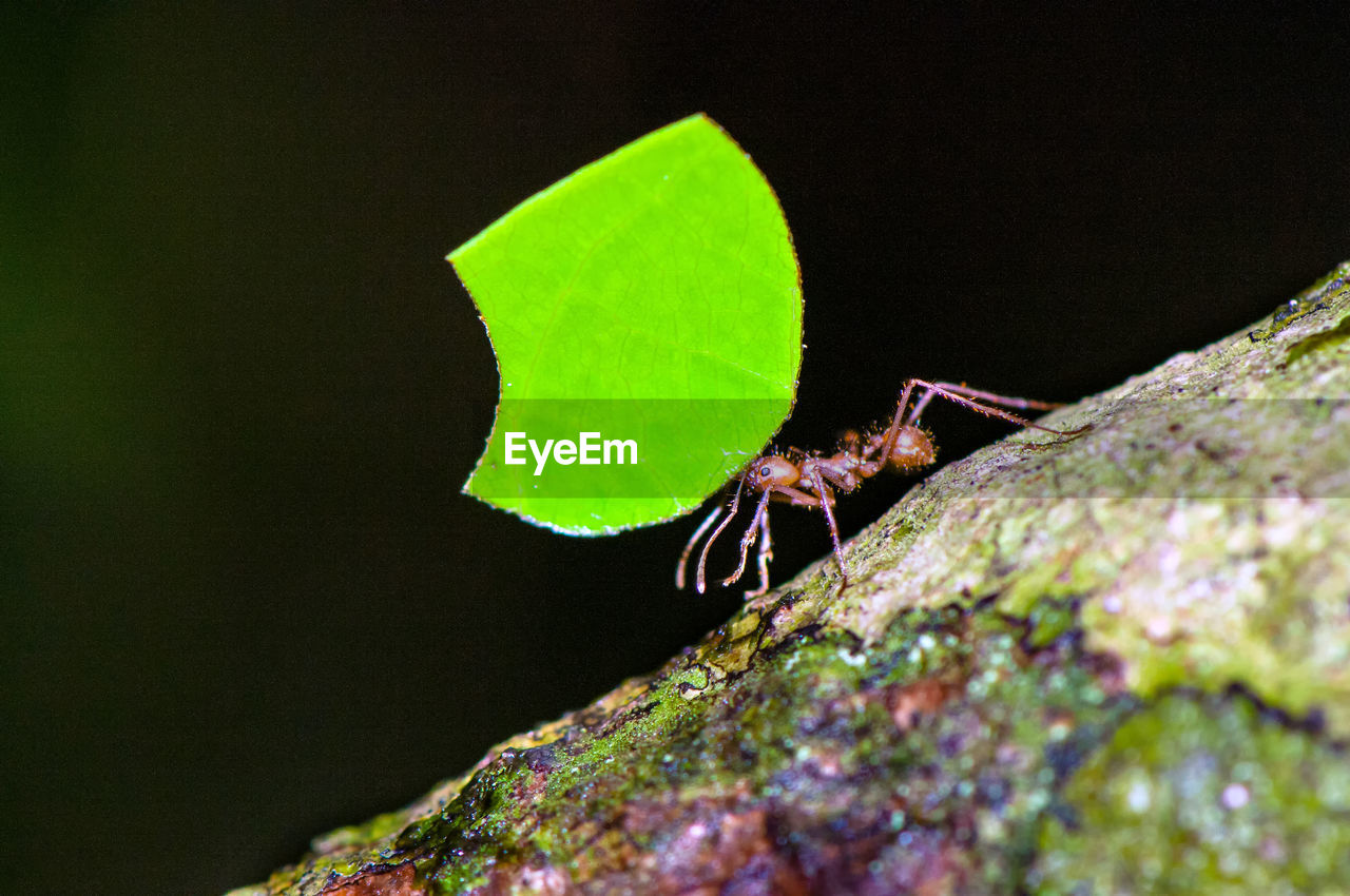 INSECT ON LEAF