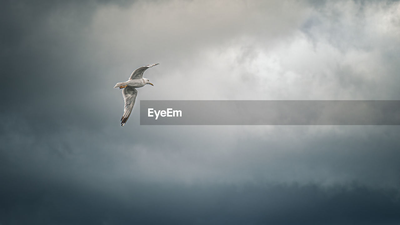 A white seagull flying in the overcast sky before a thunderstorm