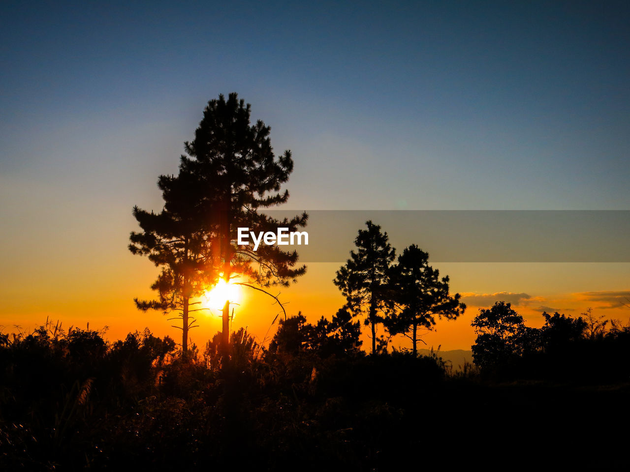 Silhouette trees against sky during sunset