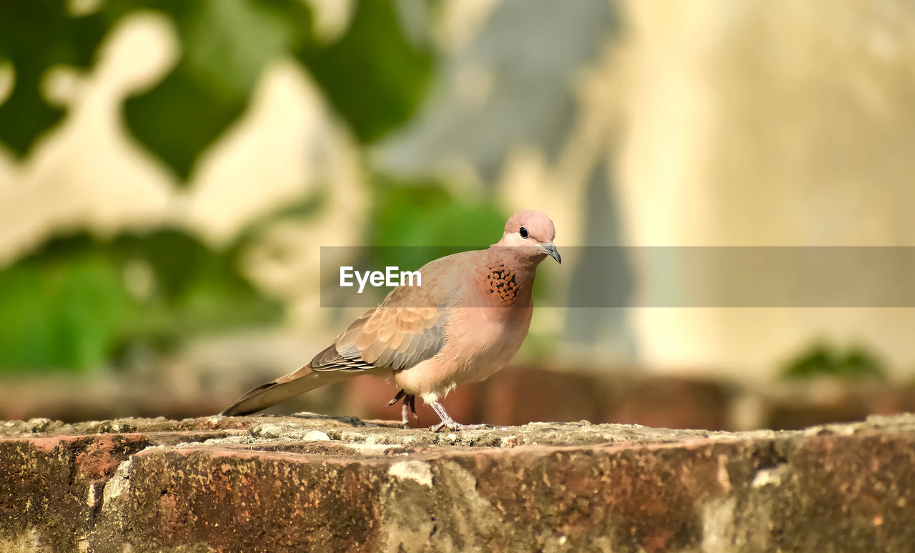 Close-up of bird perching on rock