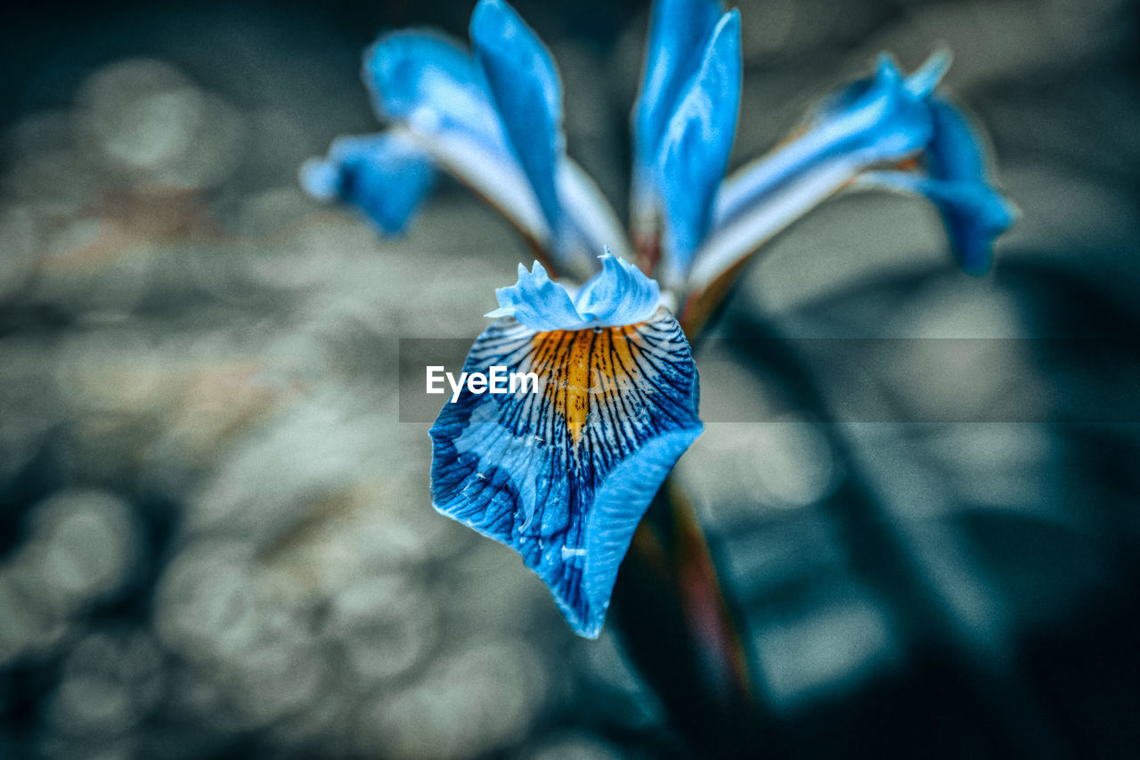 blue, flower, macro photography, close-up, nature, plant, beauty in nature, flowering plant, no people, fragility, petal, focus on foreground, leaf, freshness, outdoors, purple