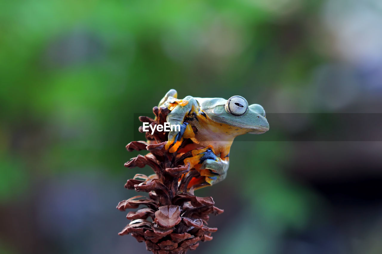 Close-up of frog on pine cone