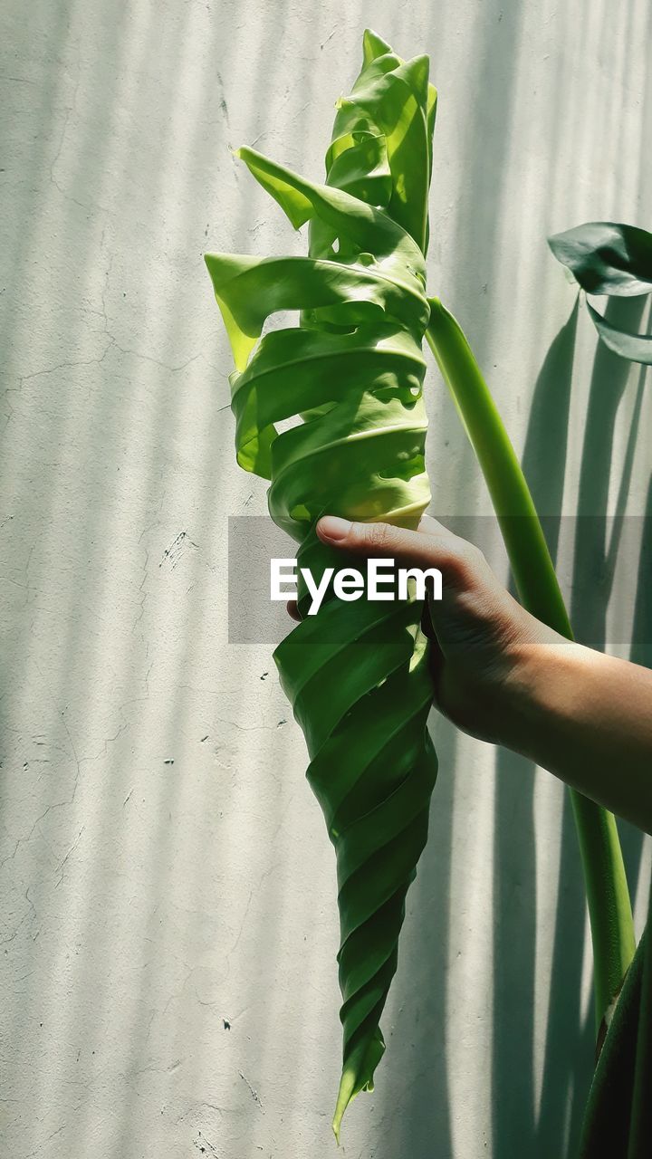 Shadow of woman holding leaves on plant