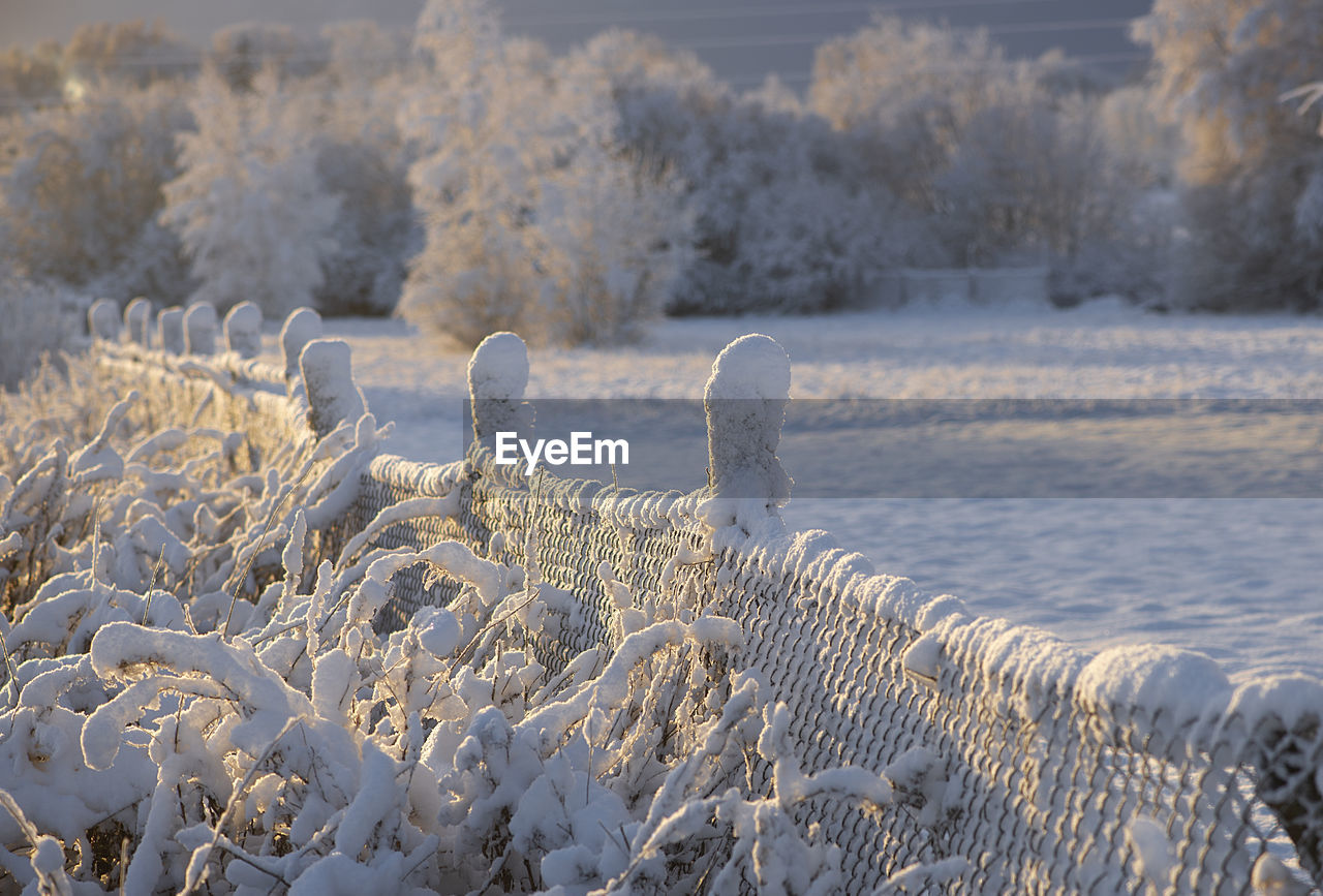 Winter morning landscape with snow covered trees and soft sunlight