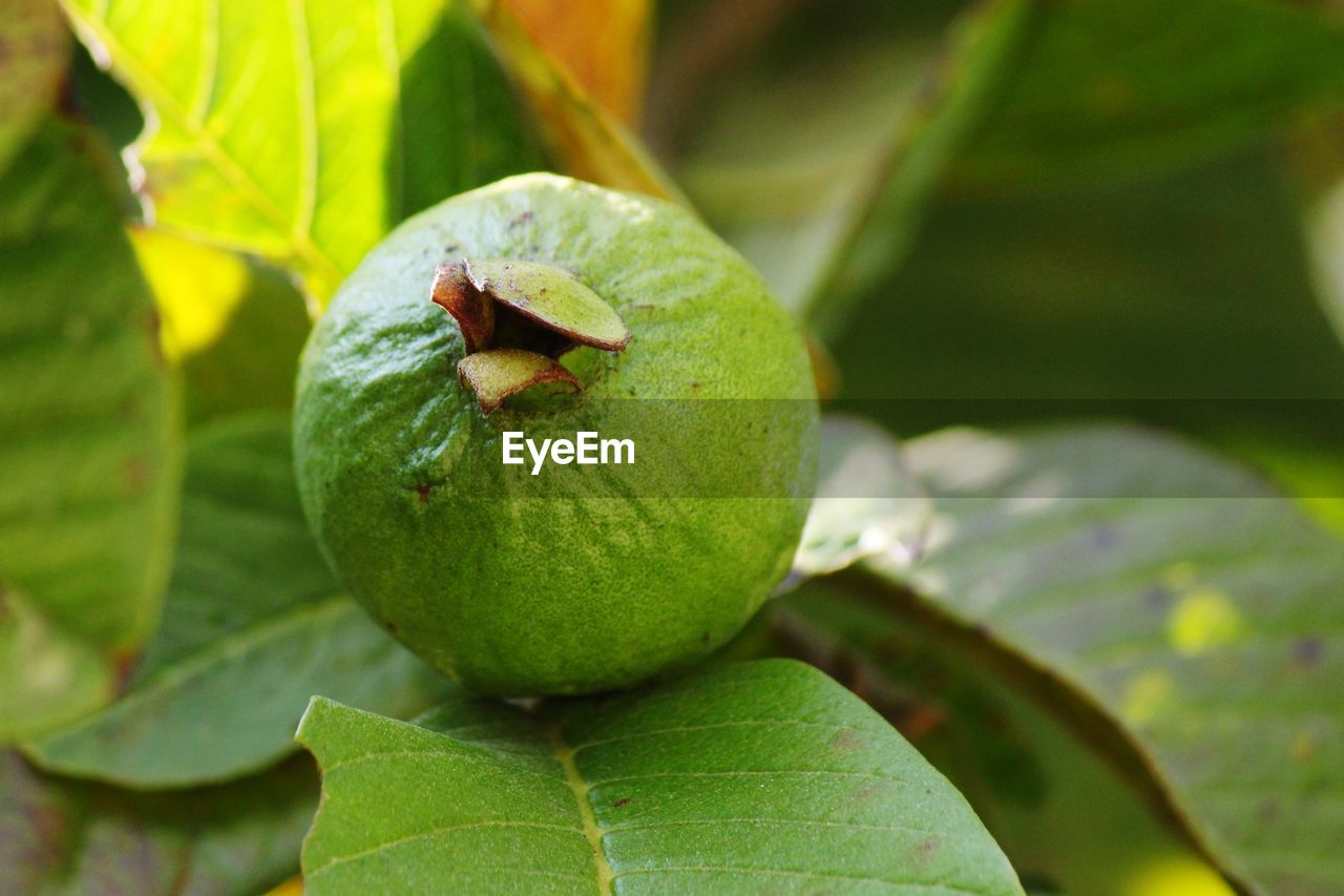 CLOSE-UP OF FRUIT ON PLANT