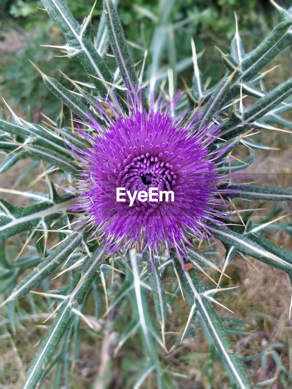 CLOSE-UP OF THISTLE FLOWER