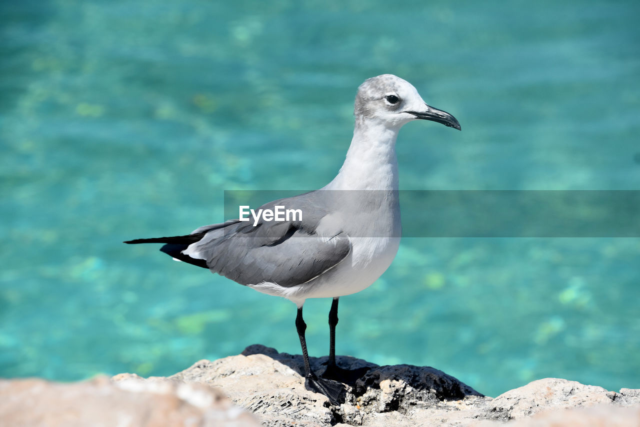 Amazing white, gray and black laughing gull on the coast in aruba.