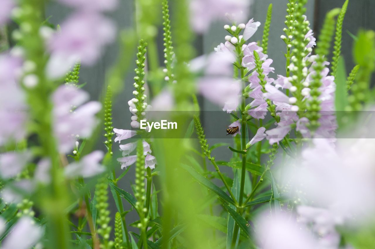 Close-up of flowers blooming outdoors