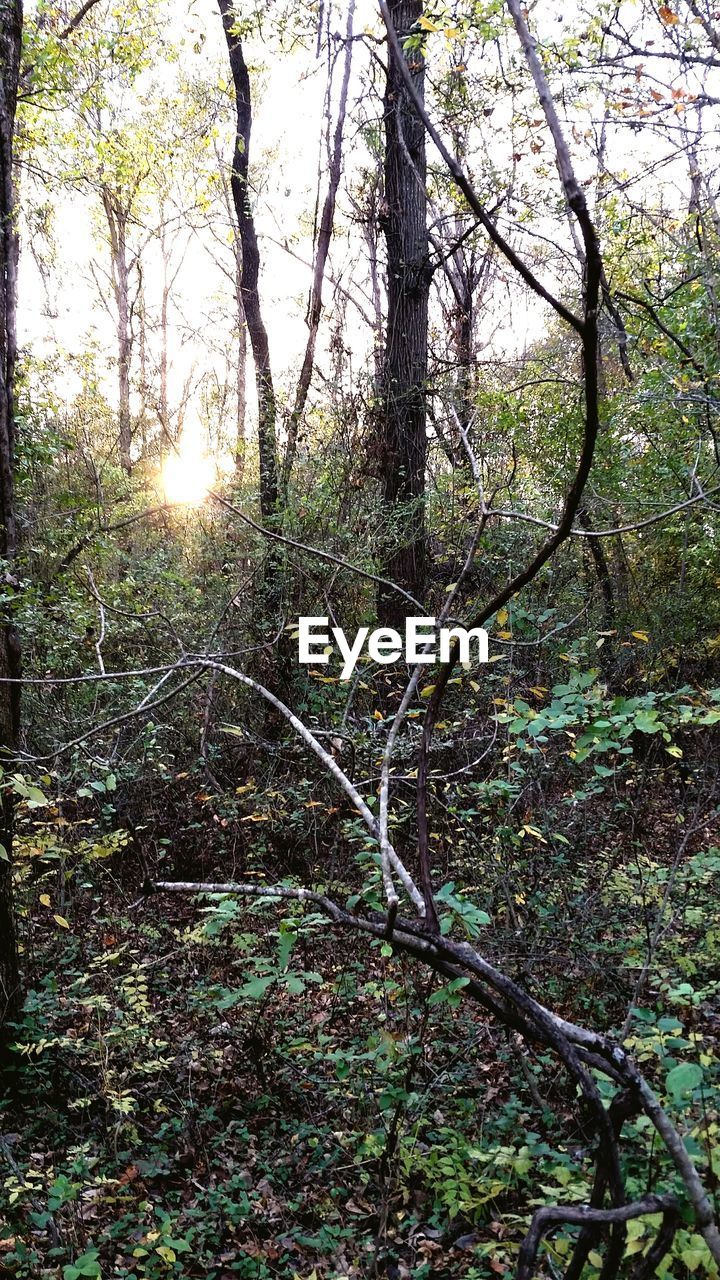 VIEW OF TREES IN FOREST