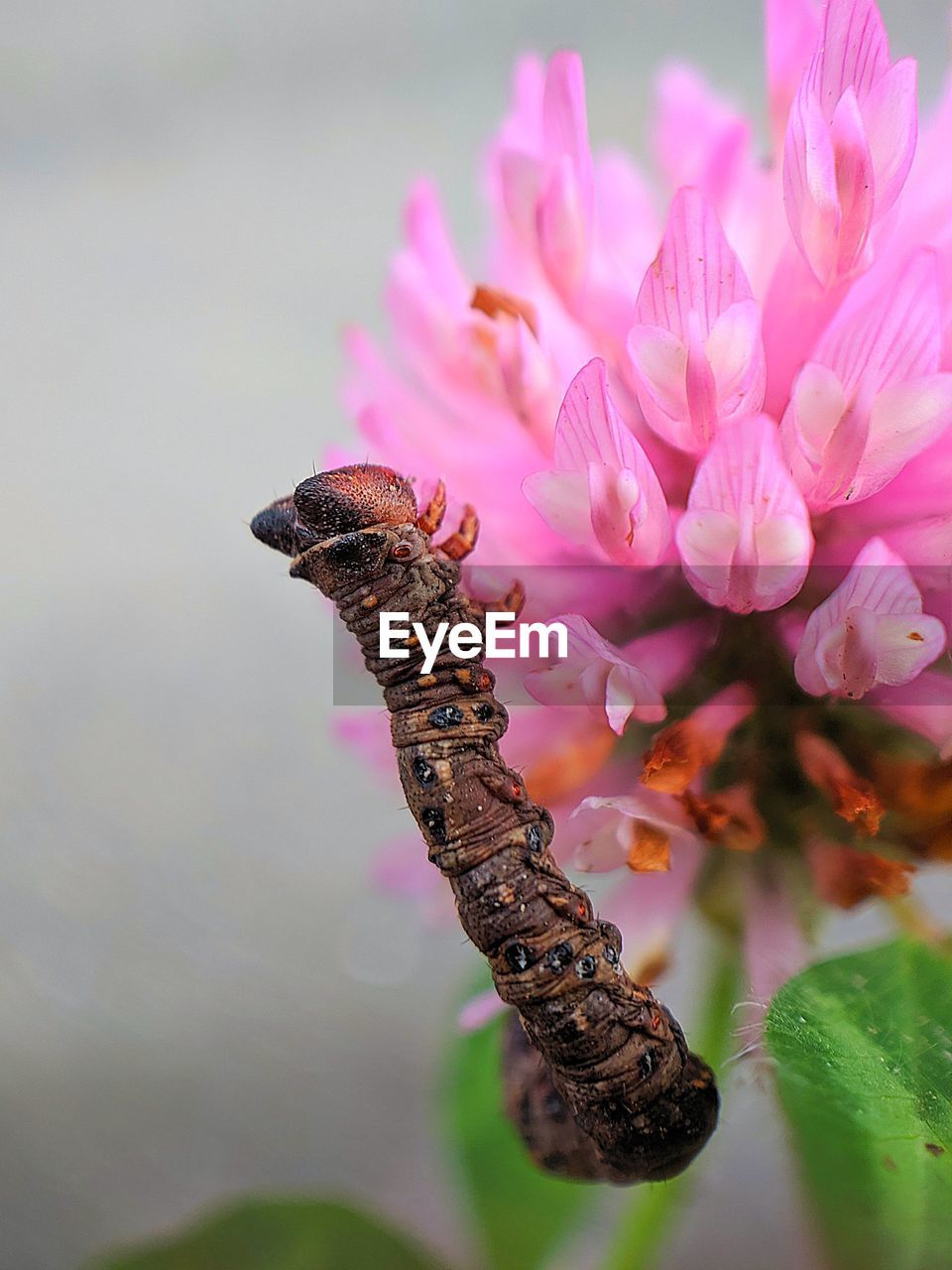 CLOSE-UP OF HONEY BEE ON PINK FLOWER