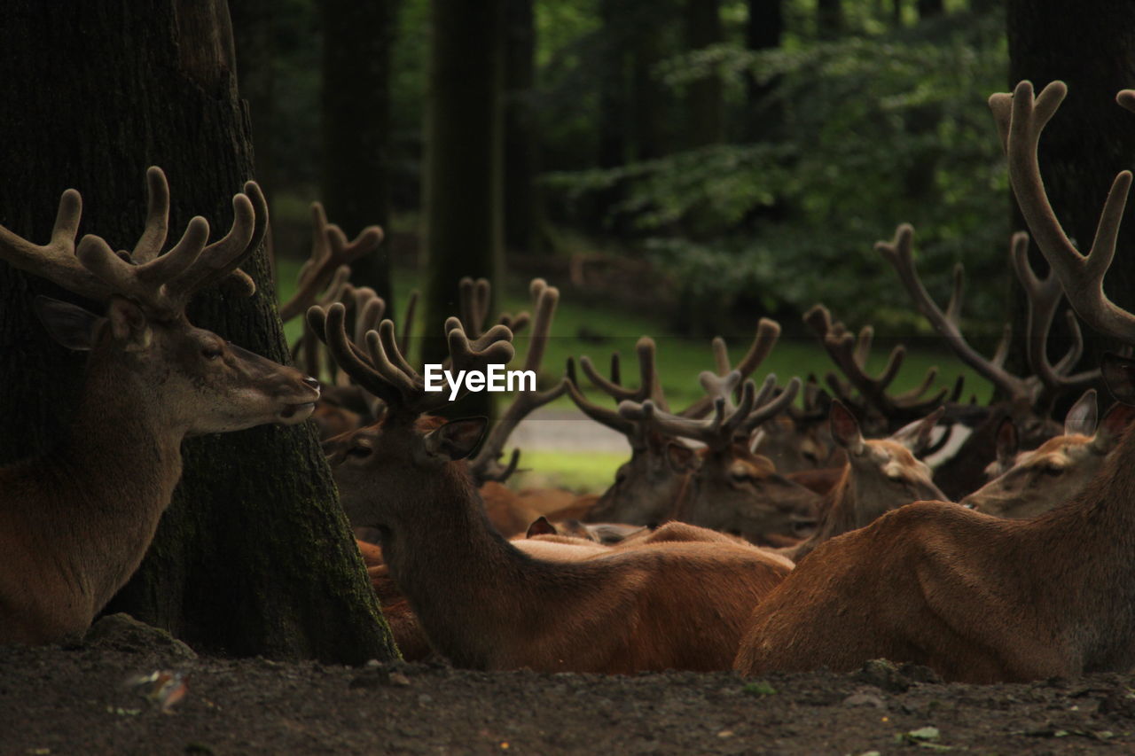 Herd of deer in the forest 