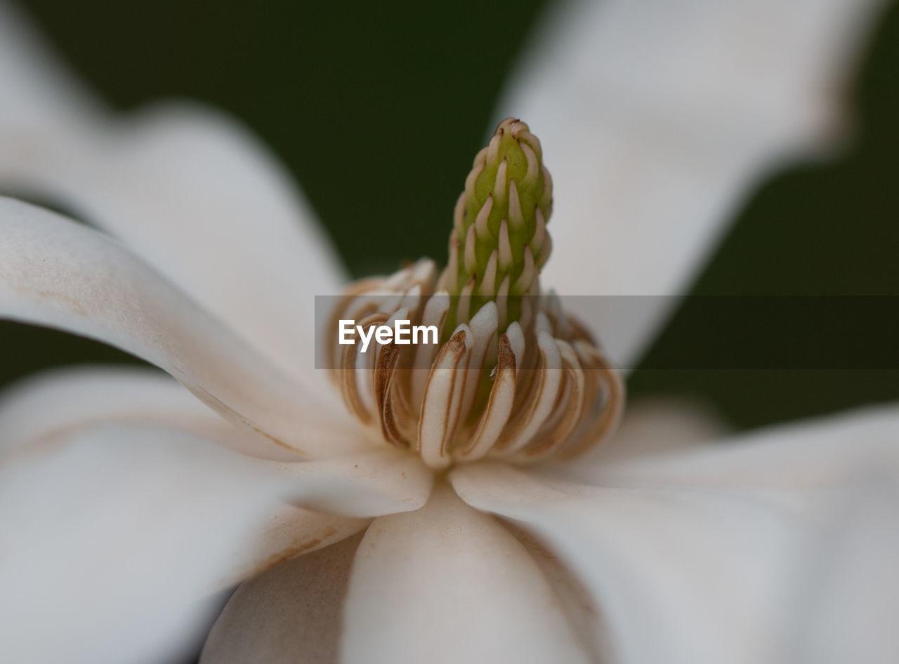 Close-up of white flower