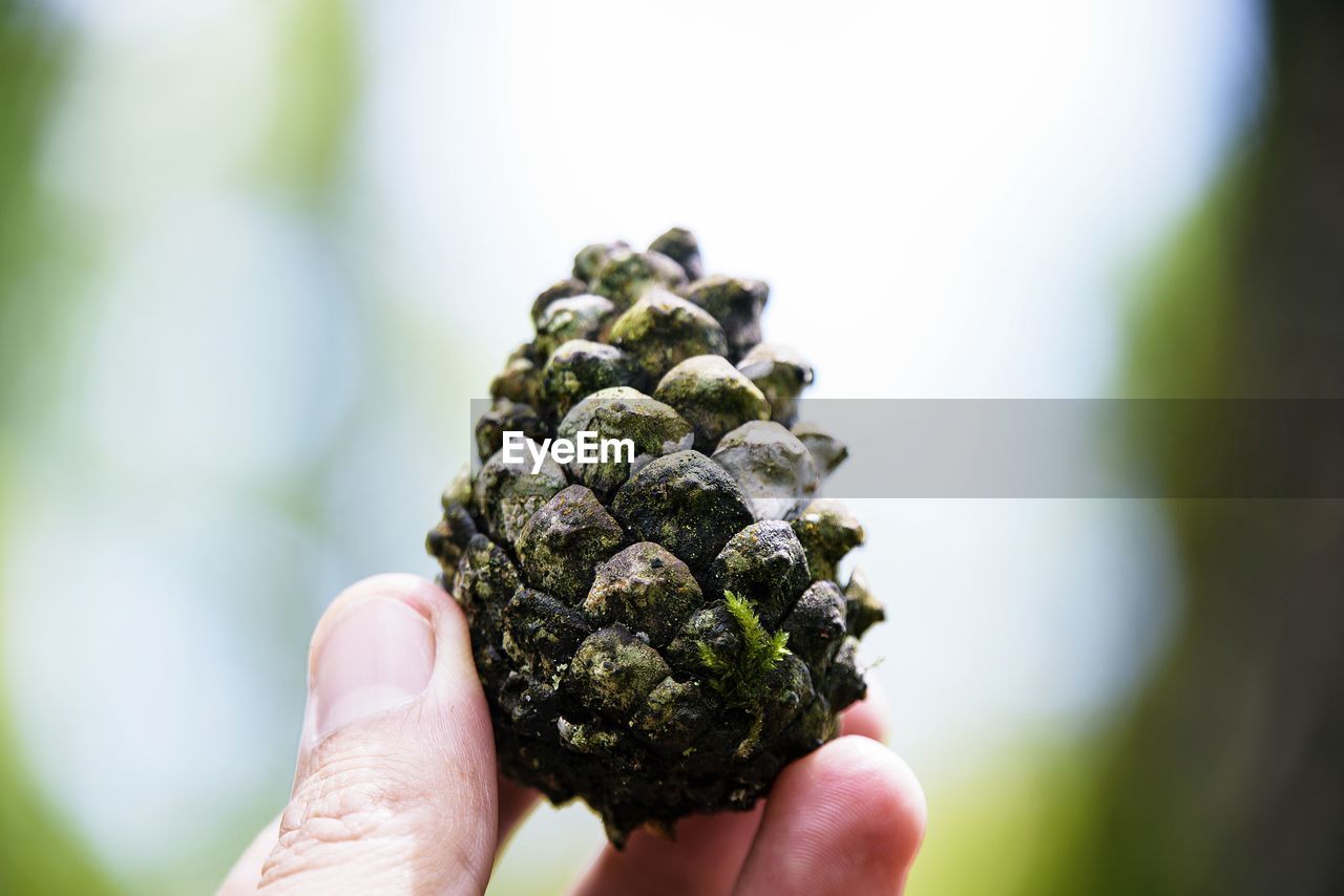 Cropped image of person holding pine cones