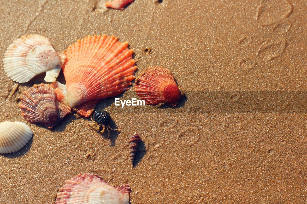 Close-up of seashell on beach