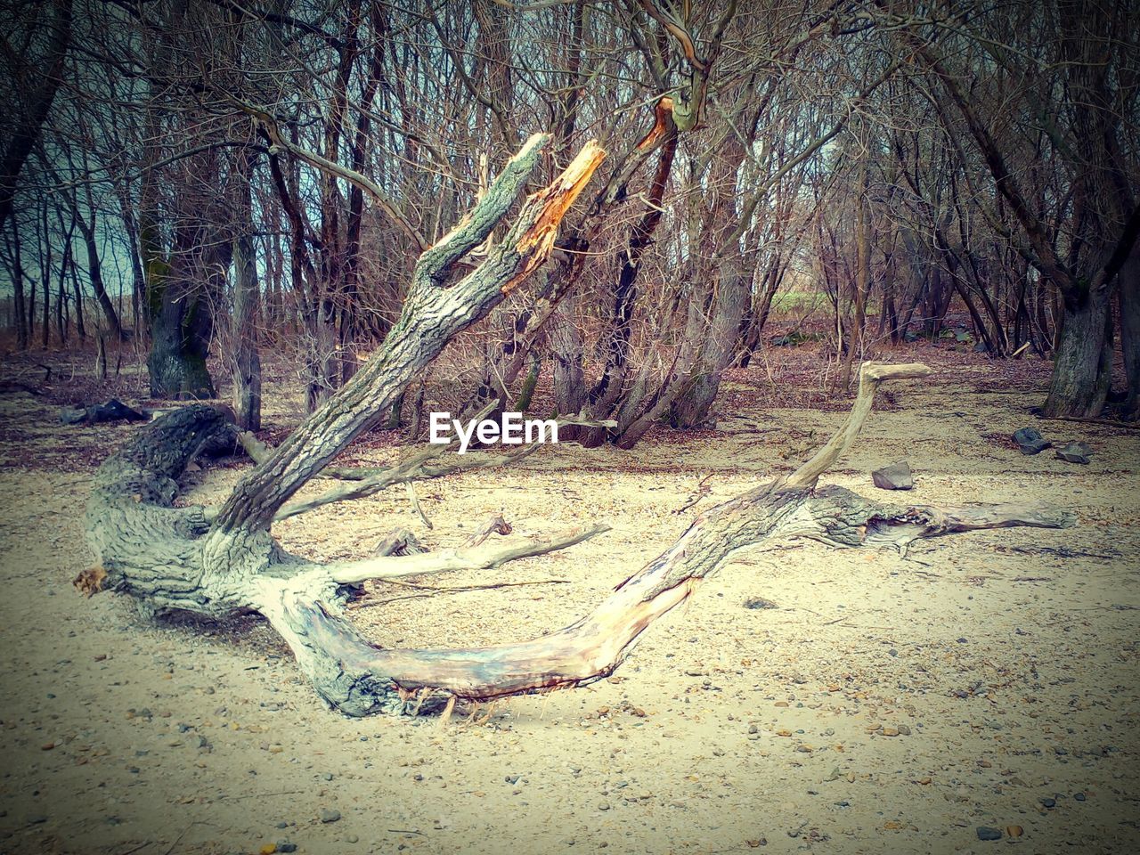 CLOSE-UP OF TREES ON SAND