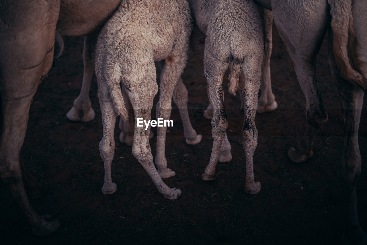 Close-up of mammals standing on field