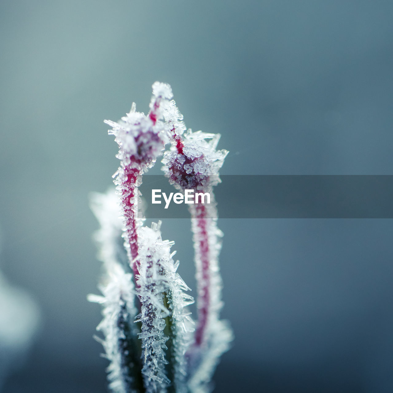 CLOSE-UP OF FROZEN PLANT AGAINST SKY