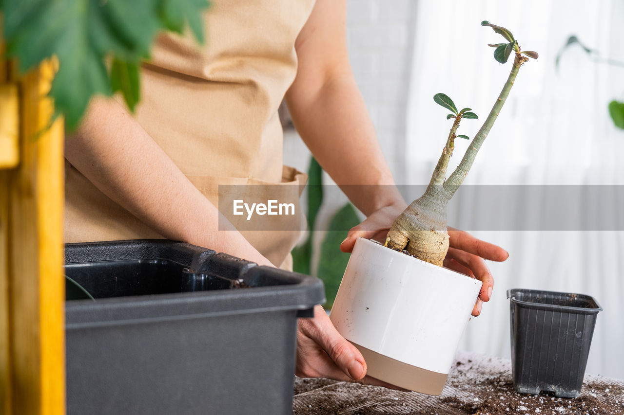 one person, adult, women, holding, domestic life, lifestyles, plant, nature, indoors, yellow, spring, young adult, potted plant, gardening, growth, hand, midsection, food and drink, working, occupation, food, standing, day, cleaning, container