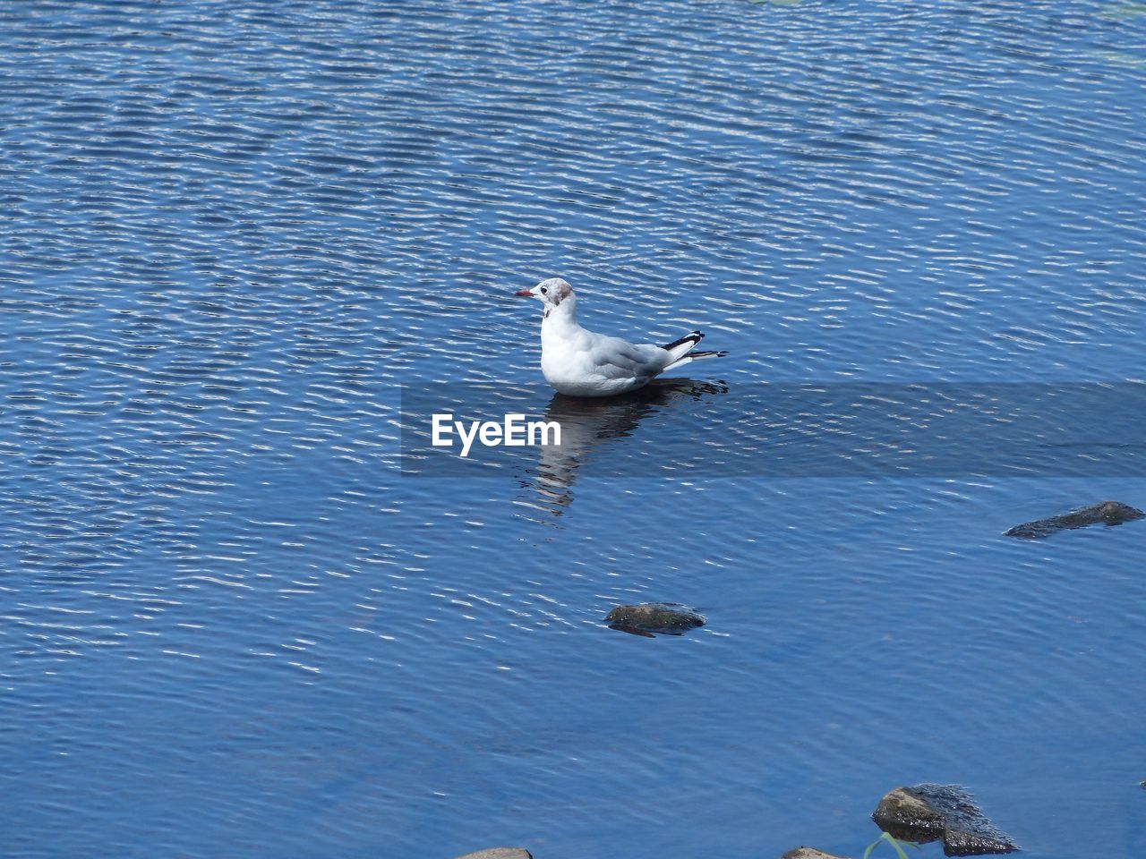 HIGH ANGLE VIEW OF SEAGULL FLYING