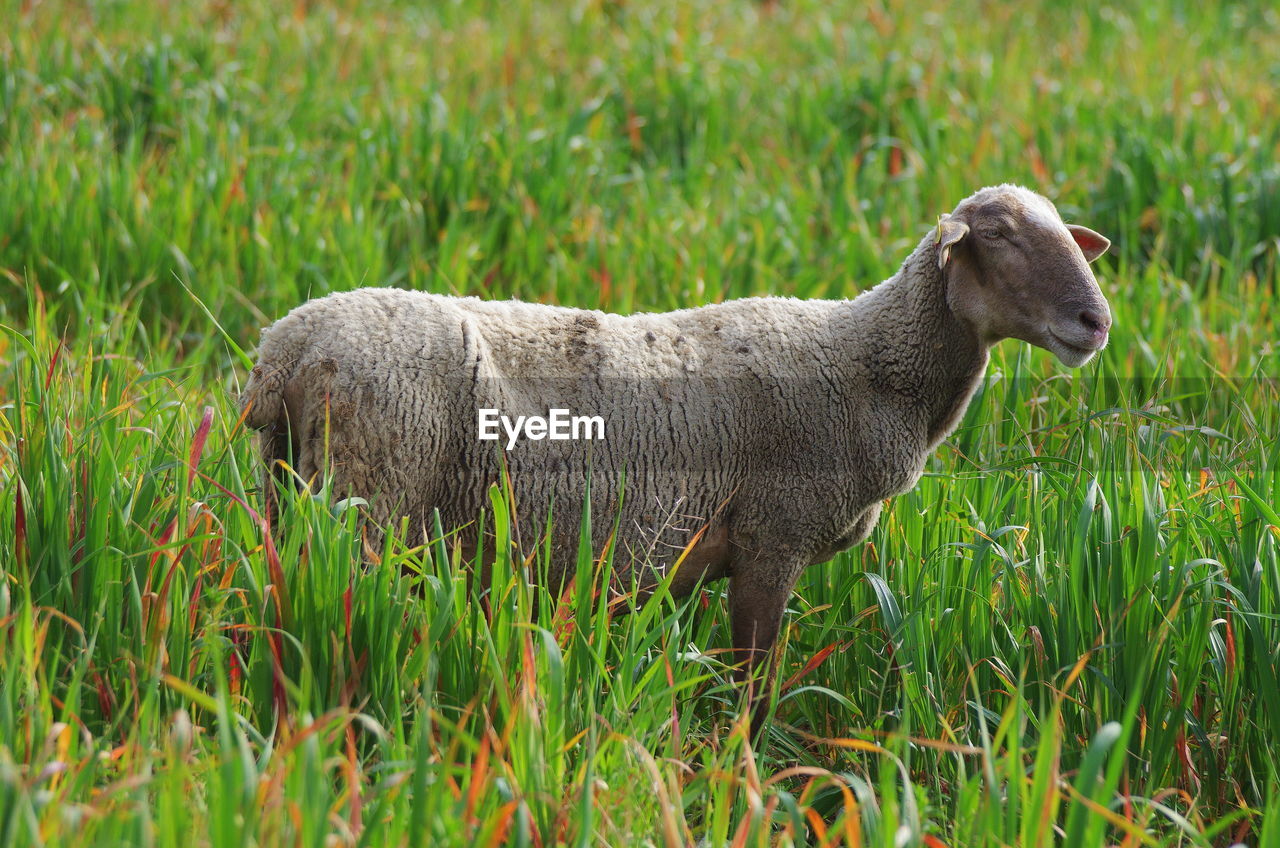 Sheep looking away while standing on grassy field