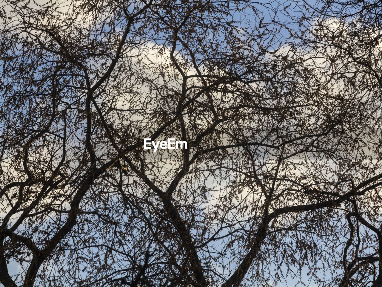 LOW ANGLE VIEW OF BARE TREES AGAINST CLEAR SKY