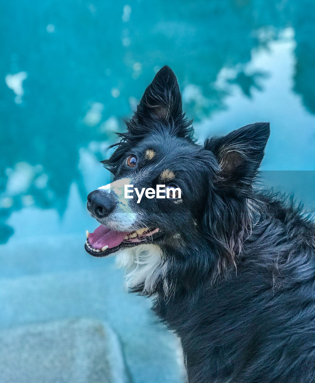 Close-up of a dog looking up