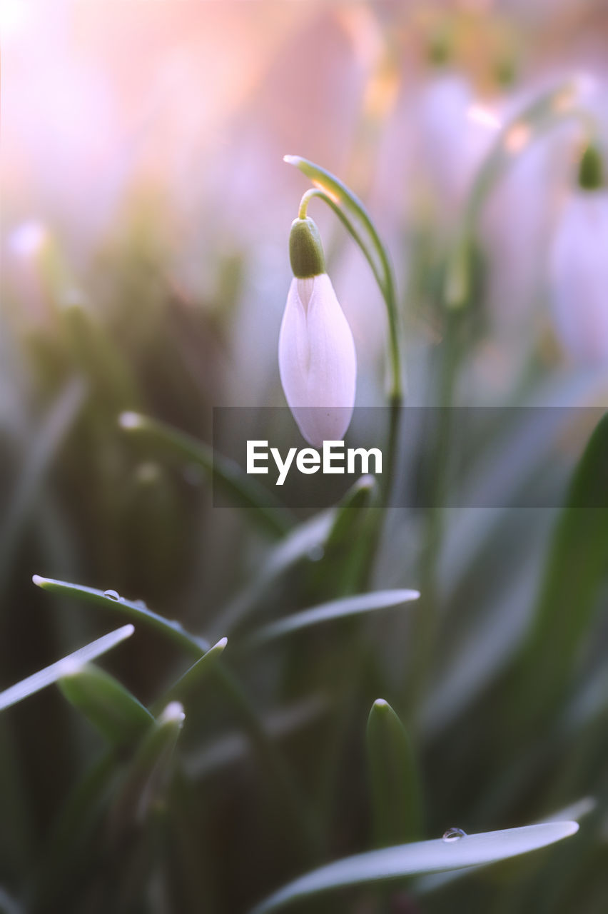 Close up of a snowdrop in spring
