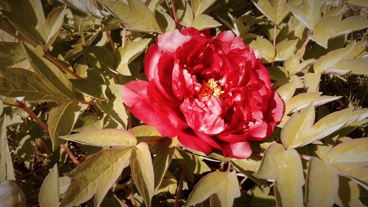 CLOSE-UP OF RED ROSE