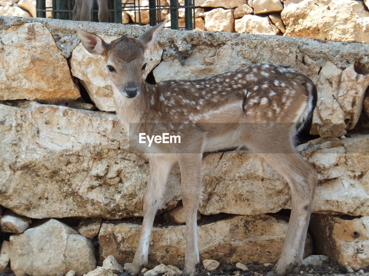Close-up of deer standing against stone wall