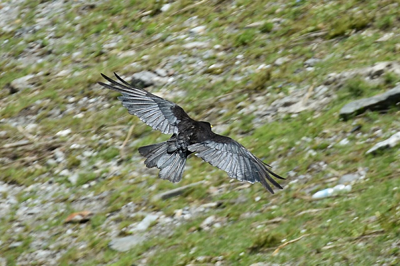 CLOSE-UP OF BIRD