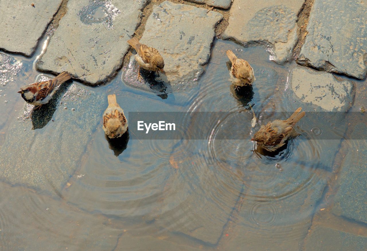 HIGH ANGLE VIEW OF CRAB SWIMMING IN WATER