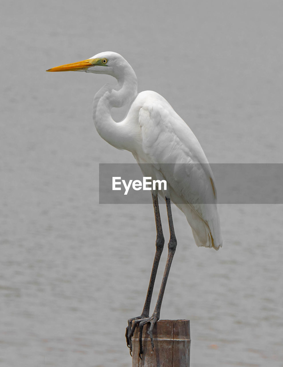 BIRD PERCHED ON A SEA