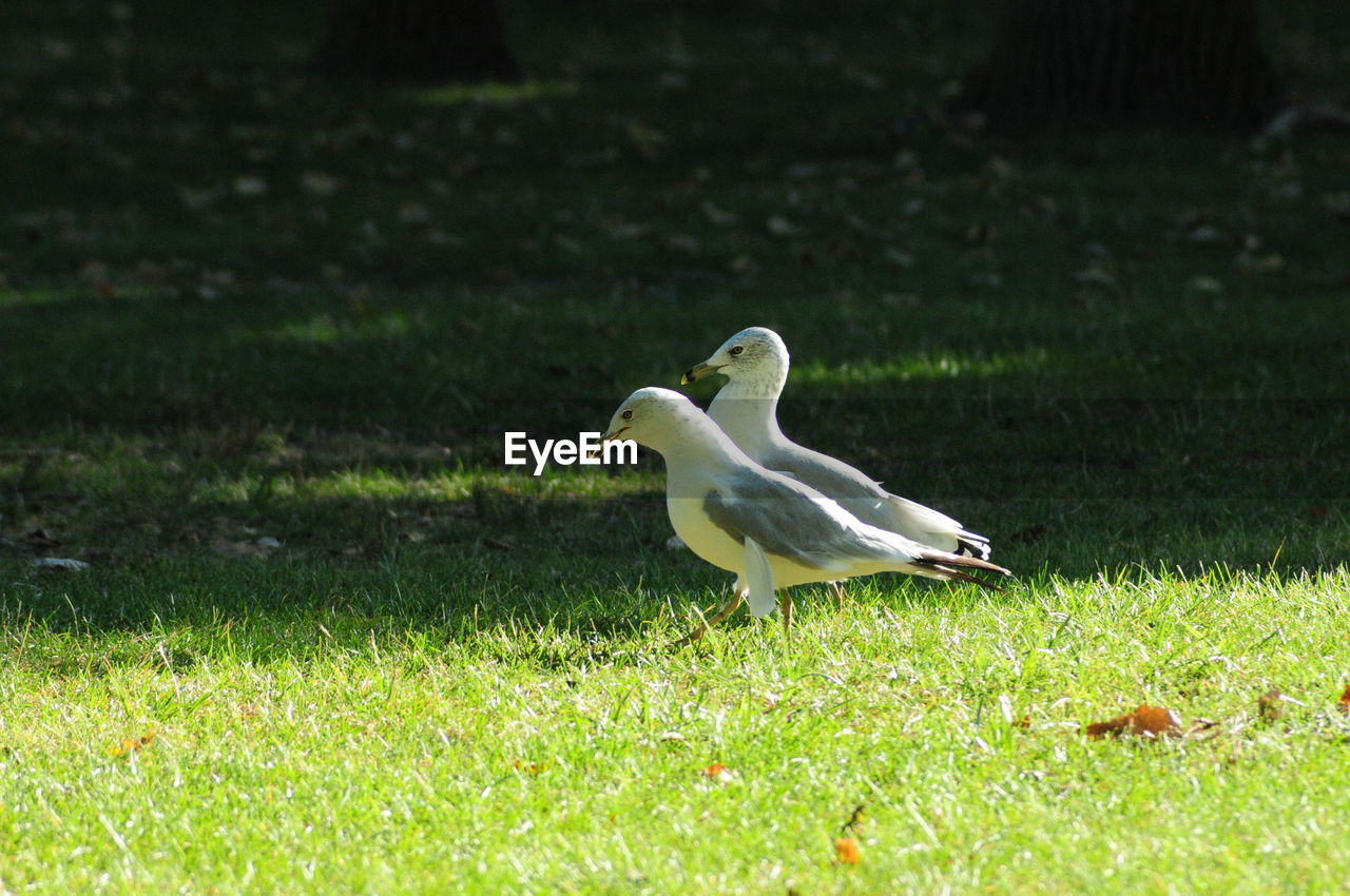 VIEW OF A BIRD FLYING OVER FIELD