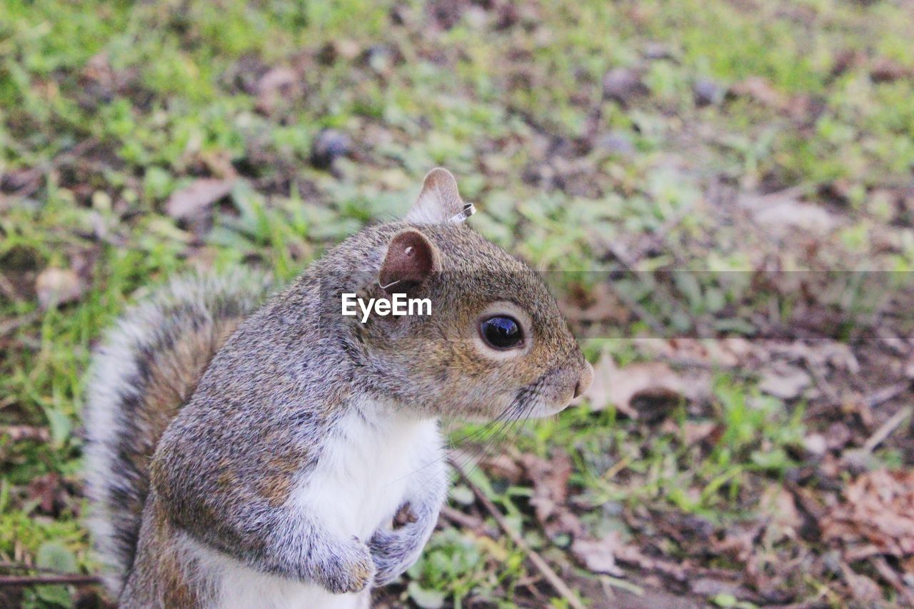 CLOSE-UP OF SQUIRREL ON LAND