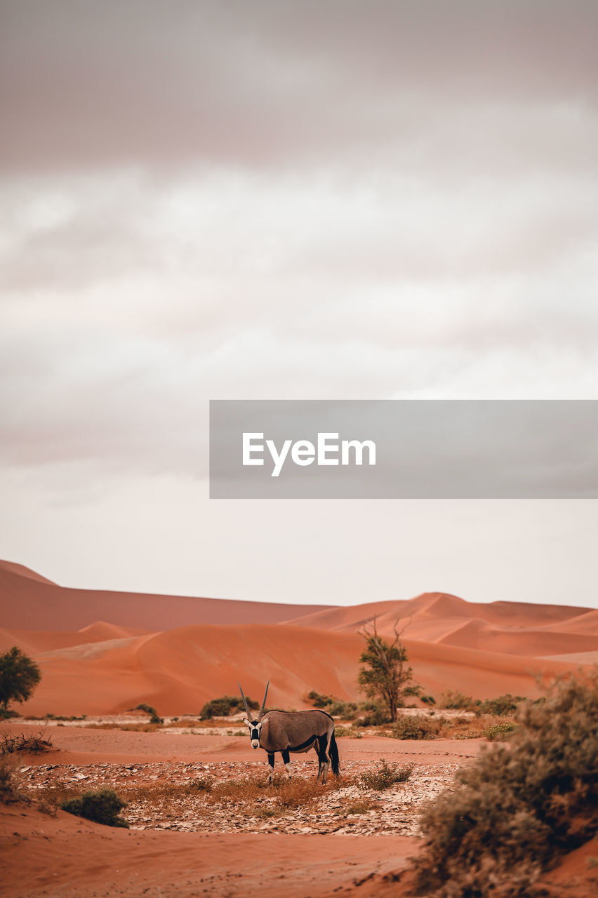 Oryx in sand dunes