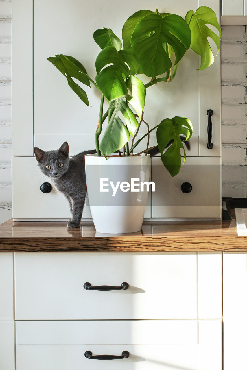 Monstera plant in a white pot on kitchen grey domestic cat.  concept of homeplant and pets deliciosa 