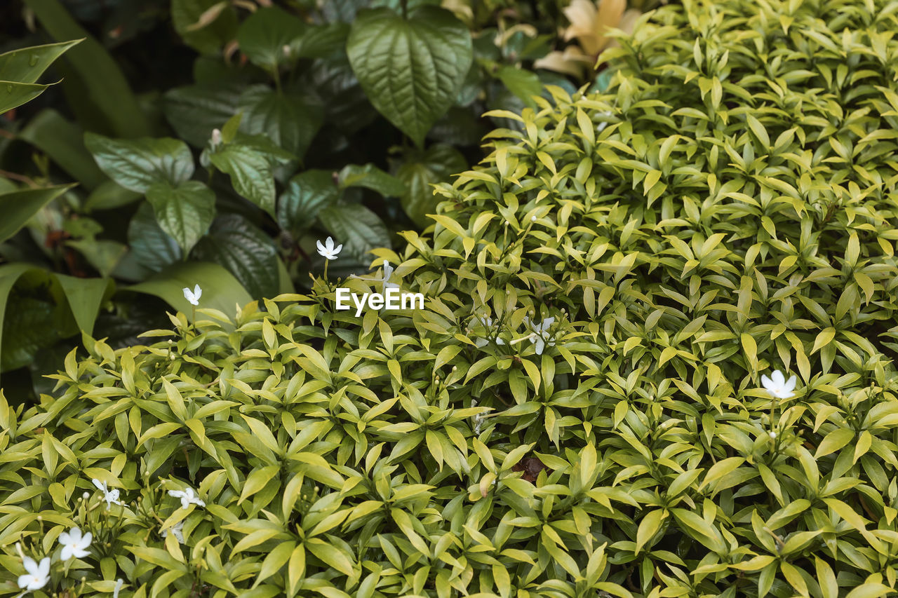 HIGH ANGLE VIEW OF PLANTS